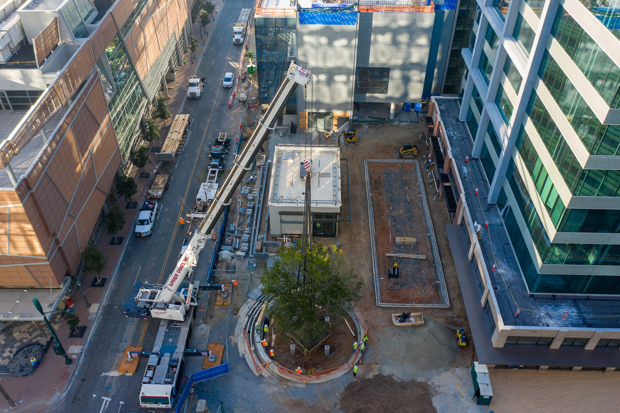 Majestic 45-Foot Tall Live Oak Makes New Home at Ally Charlotte Center