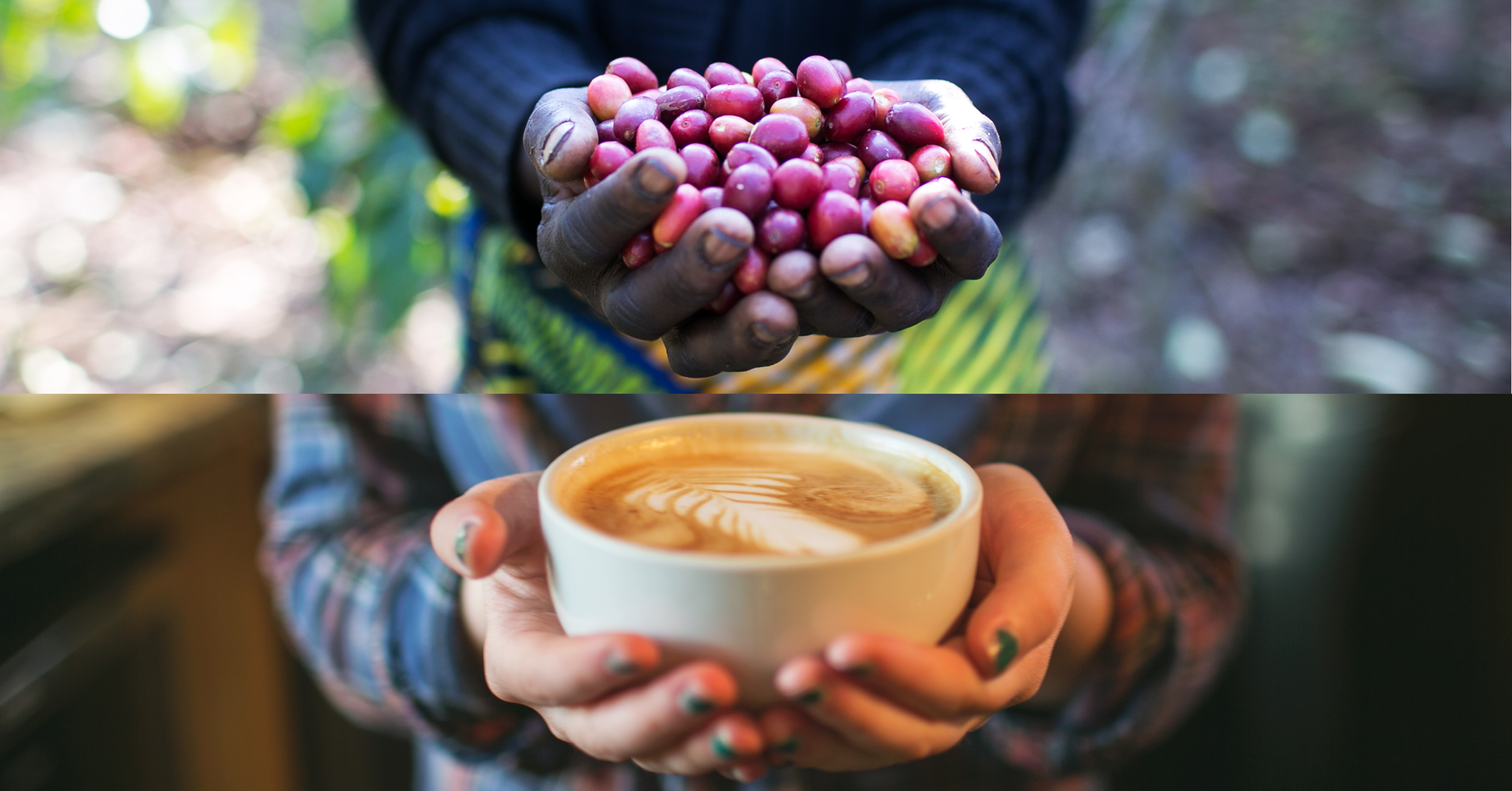 Land of a Thousand Hills Coffee - Creating Lasting Change By Doing Good