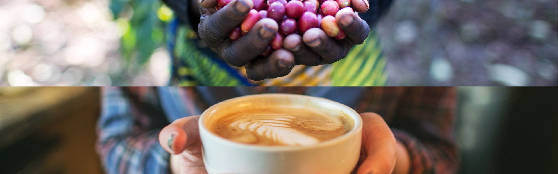 Land of a Thousand Hills Coffee - Creating Lasting Change By Doing Good